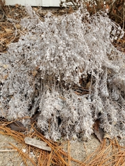 Artemisia schmidtiana