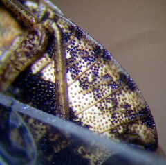 Sciocoris cursitans
