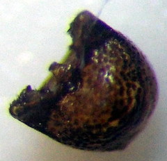 Sciocoris cursitans