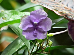 Brunfelsia grandiflora