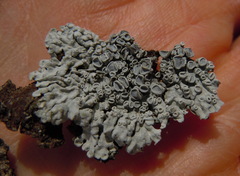 Physcia aipolioides