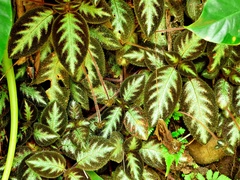 Episcia