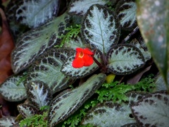 Episcia