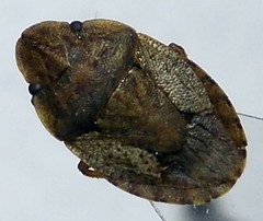 Sciocoris cursitans