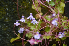 Cymbalaria muralis