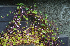 Cymbalaria muralis