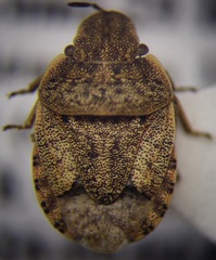 Sciocoris cursitans