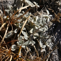Stachydeae