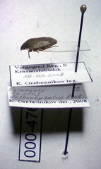 Sciocoris deltocephalus