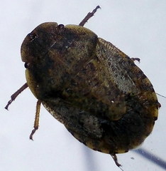 Sciocoris deltocephalus