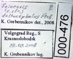 Sciocoris deltocephalus