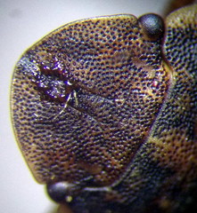 Sciocoris deltocephalus