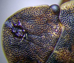 Sciocoris deltocephalus