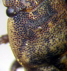 Sciocoris deltocephalus