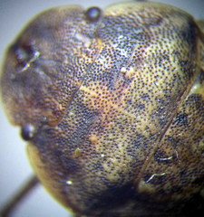 Sciocoris deltocephalus