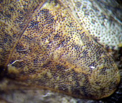 Sciocoris deltocephalus