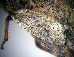 Sciocoris deltocephalus