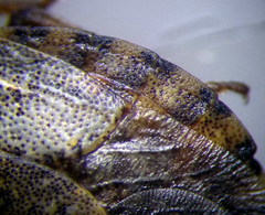 Sciocoris deltocephalus