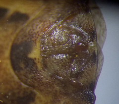 Sciocoris deltocephalus