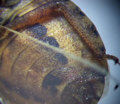 Sciocoris deltocephalus