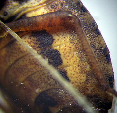 Sciocoris deltocephalus