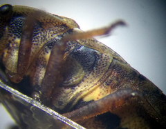 Sciocoris deltocephalus