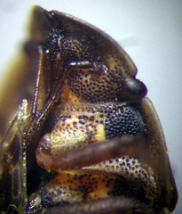 Sciocoris deltocephalus