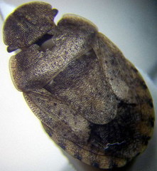 Sciocoris deltocephalus