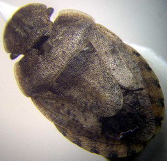 Sciocoris deltocephalus