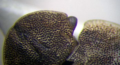 Sciocoris deltocephalus