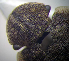 Sciocoris deltocephalus