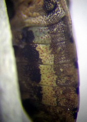 Sciocoris deltocephalus