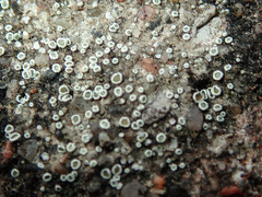 Myriolecis semipallida