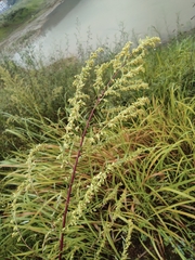 Artemisia selengensis