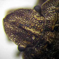 Sciocoris distinctus