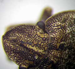 Sciocoris distinctus