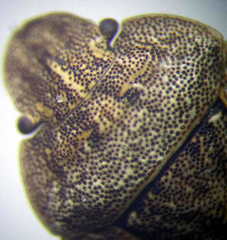 Sciocoris distinctus