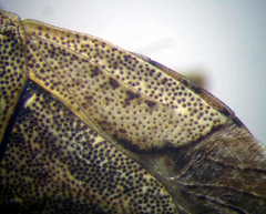 Sciocoris distinctus