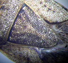 Sciocoris distinctus