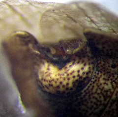 Sciocoris distinctus