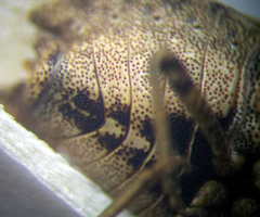 Sciocoris distinctus