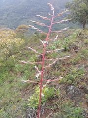 Puya floccosa
