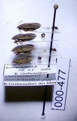 Sciocoris homalonotus