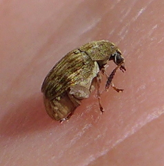 Acanthoscelides obtectus