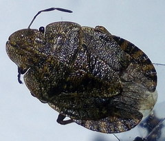 Sciocoris homalonotus