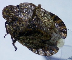 Sciocoris homalonotus