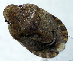 Sciocoris homalonotus