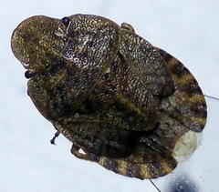 Sciocoris homalonotus