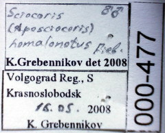 Sciocoris homalonotus