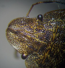 Sciocoris homalonotus